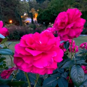 Meet your Posher, Carlyn